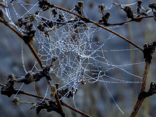 Telaraña