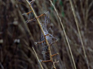 Telaraña