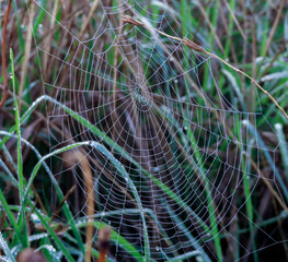 Telaraña