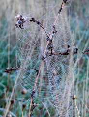 Telaraña