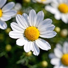 Fototapeta premium white flowers in the garden
