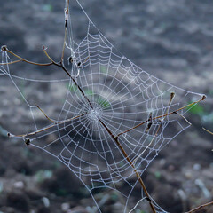 Telaraña