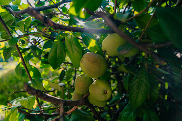 Green apples in an apple plantation in South Tyrol