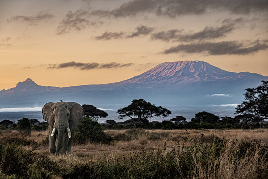 Lone elephant in front of the Kilimandjaro