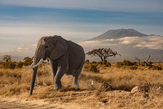 Lone elephant in front of the kilimandjaro
