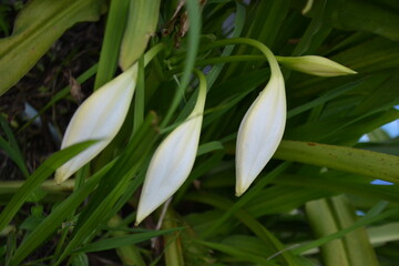 snowdrops in the garden