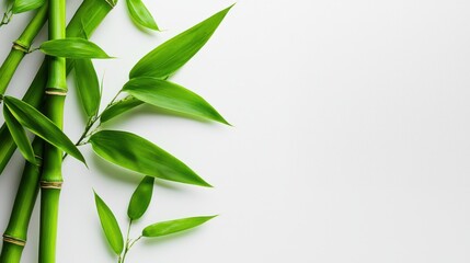 Fototapeta premium Green Bamboo Leaves Forming Beautiful Natural Pattern in Tranquil Garden