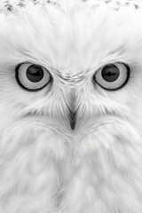 A snowy owl rests peacefully, showcasing its vivid, expressive eyes. The serene winter surroundings highlight its stunning white feathers and remarkable presence