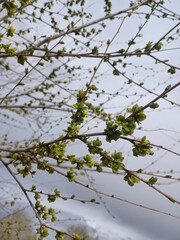  Spring 