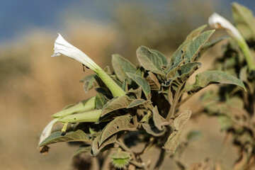 Fleur de datura