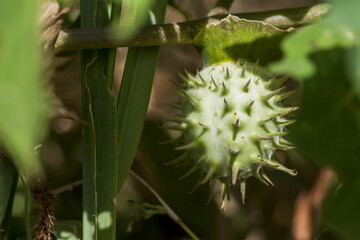 Fruits de datura