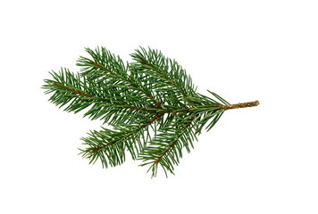 Pine branch isolated