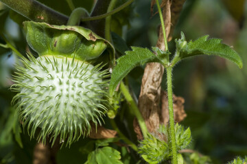 Fruits de datura