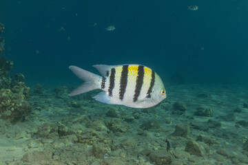 Fish swimming in the Red Sea, colorful fish, Eilat Israel
