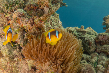 Clown-fish anemonefish in the Red Sea Colorful and beautiful, Eilat Israel
