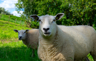 Fototapeta premium Sheep close-up on the pasture.