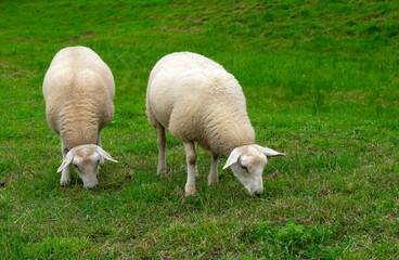 Obraz premium Sheep on green grass