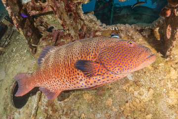 Fish swimming in the Red Sea, colorful fish, Eilat Israel
