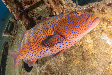 Fish swimming in the Red Sea, colorful fish, Eilat Israel
