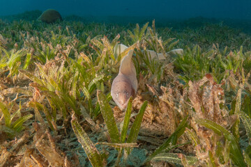Moray eel Mooray lycodontis undulatus in the Red Sea, Eilat Israel
