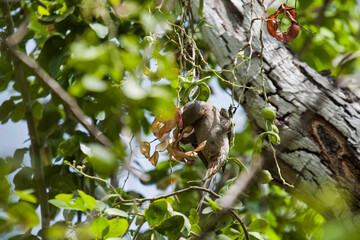 Oiseau mangeant des graines sur un arbre