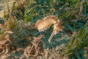 Sea Horse in the Red Sea Colorful and beautiful, Eilat Israel
