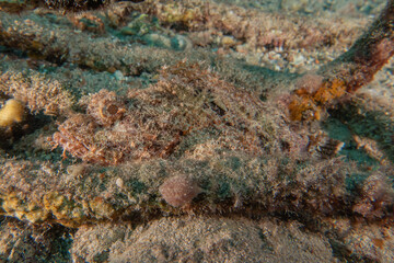 Fish swimming in the Red Sea, colorful fish, Eilat Israel
