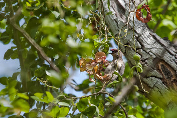Oiseau perché sur un acacia