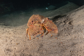 Lobster at the Red Sea Colorful and beautiful, Eilat Israel

