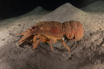 Lobster at the Red Sea Colorful and beautiful, Eilat Israel

