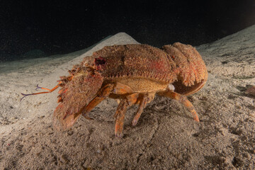 Lobster at the Red Sea Colorful and beautiful, Eilat Israel
