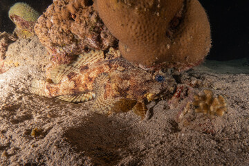 Fish swimming in the Red Sea, colorful fish, Eilat Israel
