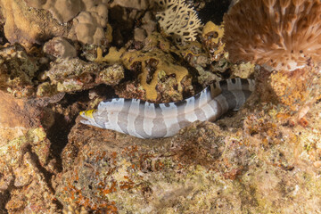 Moray eel Mooray lycodontis undulatus in the Red Sea, Eilat Israel
