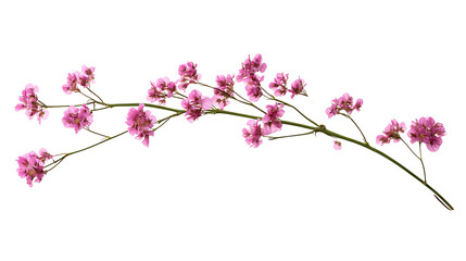 Naklejka premium Pink limonium flower stalk. Isolated on white background.