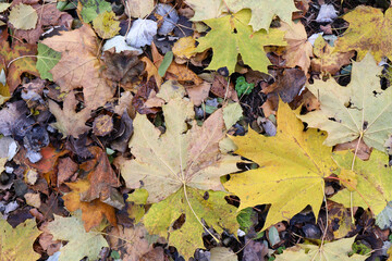 An overhead view of vibrant yellow, orange, and brown autumn leaves scattered on the forest floor, capturing the essence of fall with rich textures and natural colors.