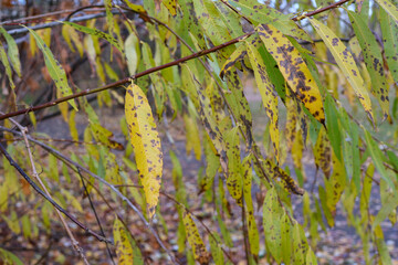 A detailed view of yellow and green autumn leaves with black spots on willow branches, showcasing natural decay and the transition of seasons.