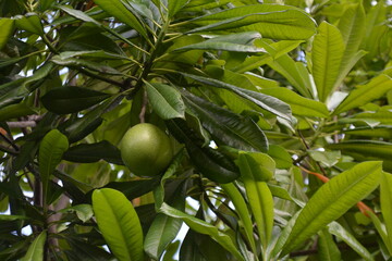 Fototapeta premium Calabash fruit on its tree