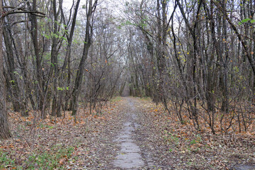 Obraz premium A peaceful forest trail surrounded by bare trees and scattered autumn leaves, showcasing the serene beauty of late fall.