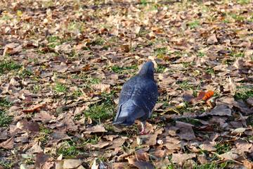 Close-up of a pigeon walking through a field covered with fallen autumn leaves, capturing the essence of a peaceful park scene.