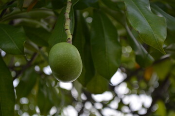 Calabash fruit on its tree