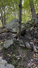 Fototapeta premium A tree with roots growing from under a large stone in a mountain forest.