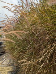 Fototapeta premium grass on the beach