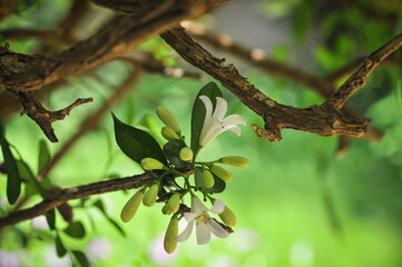 Gros plan sur les fleurs d'un buis de Chine