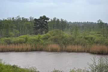 Rainy heathland landscape with lake and reed and fresh green spring trees in the Flemish countryside near Turnhout, Flanders, Belgium, high angle view 