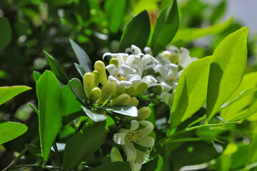 Gros plan sur les fleurs d'un buis de Chine