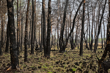 Obraz premium Forest with scorched trunks after a fire in De Liereman nature reserve, Turnhout, Belgium