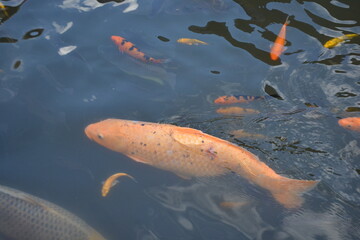 Fish swimming in pond