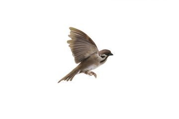 flying sparrow isolated on white background