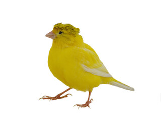 canary isolated on white background