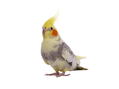 cockatiel  parrot isolated on a white background